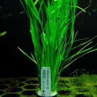 Rośliny do akwarium Vallisneria Spiralis łatwa XL