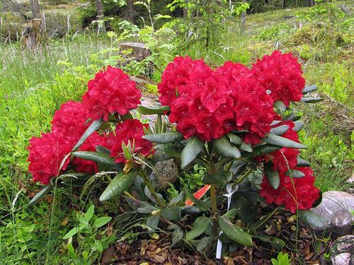 Różanecznik Busuki C3 E na Arena.pl