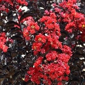LAGERSTROEMIA CZERWONA czerwony liść -  sadzonki 50 / 70 cm na Arena.pl