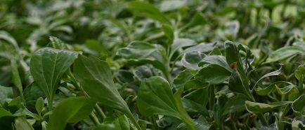 Runianka japońska Variegata - Pachysandra terminalis na Arena.pl