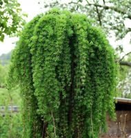 Modrzew JAPOŃSKI STIFF WEEPER NA PNIU piękny IGLAK O PŁACZĄCYM POKROJU