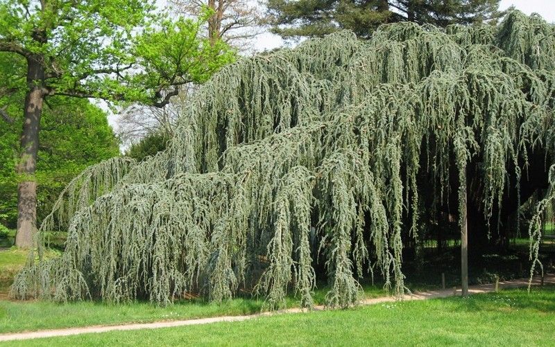 Cedr libański Glauca Pendula sadzonki P9 na Arena.pl