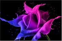 100 70CM OBRAZ PŁÓTNO RÓŻA FARB JAKUB BANAŚ PŁÓTNO RAMA