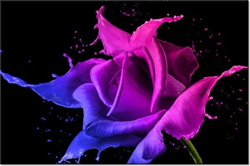 100 70CM OBRAZ PŁÓTNO RÓŻA FARB JAKUB BANAŚ PŁÓTNO RAMA na Arena.pl