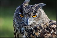 product-compare-58710487