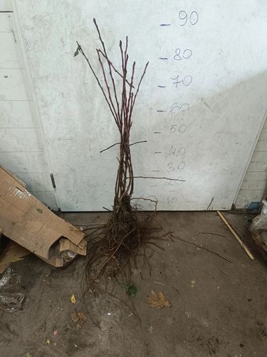 JABŁOŃ RAJSKA OZDOBNA SZCZEPIONA DOOLGO - sadzonki 60 / 80 cm na Arena.pl