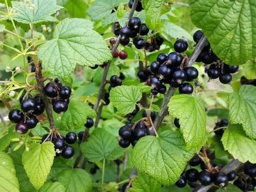 Porzeczka czarna JUBILEJNAJA KOPANIA Słodka odmiana Sadzonki w doniczkach na Arena.pl