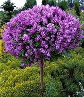 BEZ PALIBIN SZCZEPIONY NA PNIU lilak 120 CM