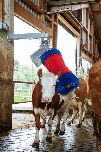 Czochradło automatyczne HAPPYCOW MaxiSwing, Kerbl na Arena.pl