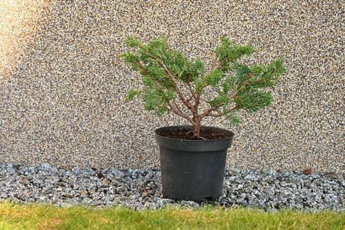 Jałowiec chiński Shimpaku - Juniperus chinensis 0056 na Arena.pl