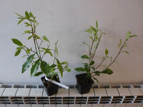 Michelia Figo - perfumy Diora 30-50cm P9 na Arena.pl