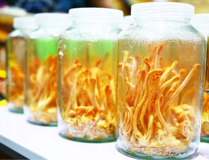 Lions mane soplówka jeżowata Chaga Cordyceps Reishi Grzyby mushroom proszek zdjęcie 5