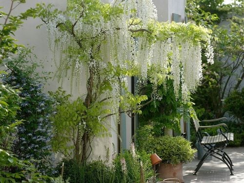 Wisteria Biała Glicynia Alba P9 na Arena.pl