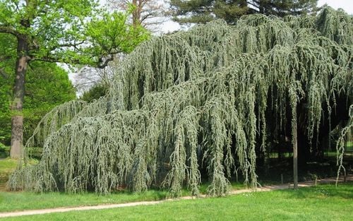 Cedr libański Glauca Pendula 140-160cm 4L na Arena.pl