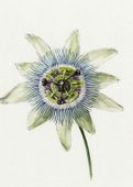 Plakat 50x70cm Passion Flower, Jean Bernard Vintage do Salonu