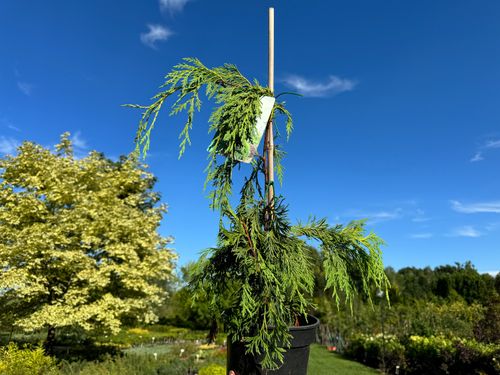 Cyprysik nutkajski 'Jubilee' (Chamaecyparis nootkatensis) Doniczka 3.0L na Arena.pl