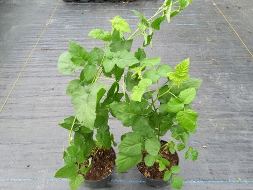 Malinojeżyna TAYBERRY na Arena.pl