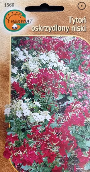 Tytoń oskrzydlony niski zdjęcie 1