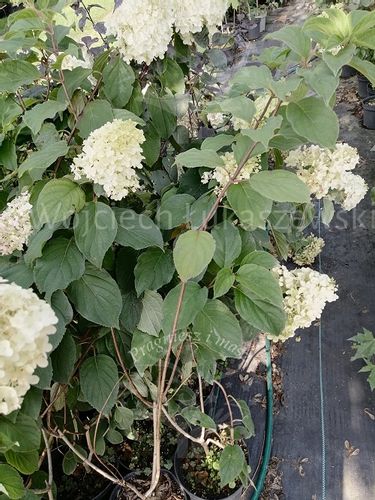 Hortensja bukietowa Silver Dollar sadzonka rabata na Arena.pl