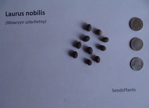 WAWRZYN SZLACHETNY Laurus nobilis NASIONA 150 sztuk - 100g. NW na Arena.pl