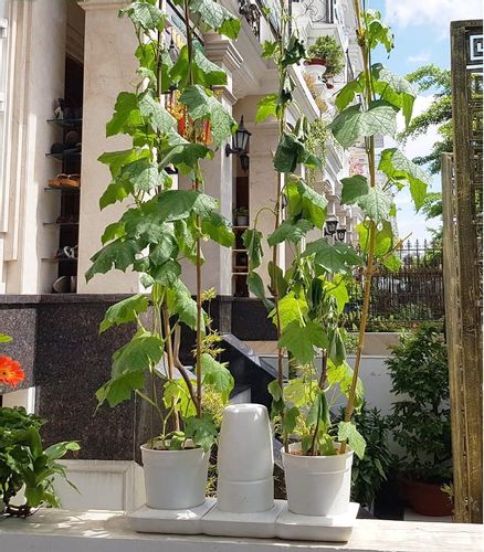 Ogródek domowy Minigarden Basic M +Pots - biały na Arena.pl