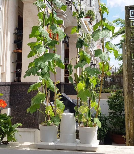 Ogródek domowy Minigarden Basic M +Pots - biały zdjęcie 3