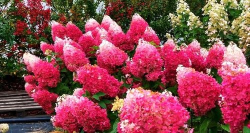 HORTENSJA bukietowa FRAISE MELBA INTENSYWNA CZERWIEŃ DUŻA XXL sadz. C2 na Arena.pl