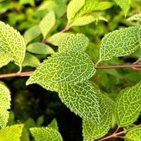 Forsycja zielona 'Kumson' (Forsythia viridissima) Doniczka 2.0L