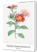 Obraz 40x60cm Design Red Aster, Redoute Vintage do Salonu