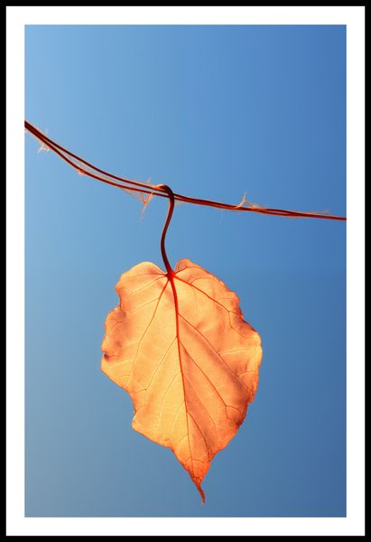 Plakat 53x81cm Ostatni Liść zdjęcie 3