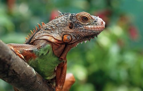 OPRYSK ŚRODEK PREPARAT NA ROZTOCZA PTASZYŃCA DO KURNIKA GOŁĘBNIKA 100ML na Arena.pl