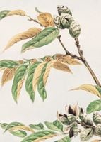 Plakat 50x70cm Shi, Morikaga Japoński Vintage do Salonu