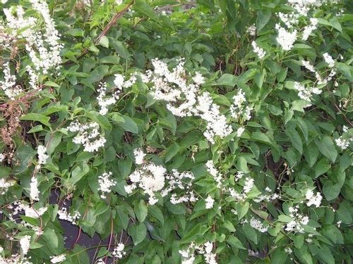 Rdestówka rdest Auberta Fallopia Aubertii P9 na Arena.pl