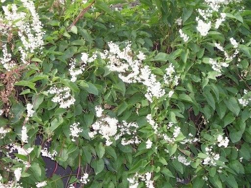 Rdestówka rdest Auberta Fallopia Aubertii P9 zdjęcie 3