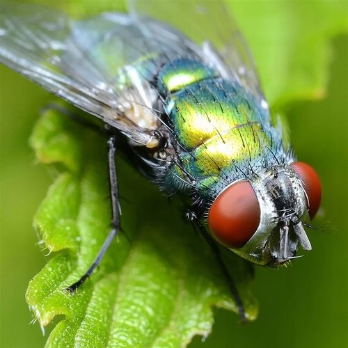 Dyfuzor RING LIGHT SoftBox do lamp Speedlite 45cm na Arena.pl