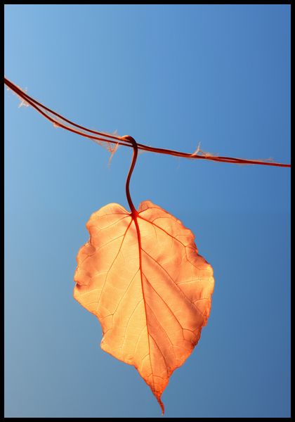 Plakat 68x98cm Ostatni Liść zdjęcie 2