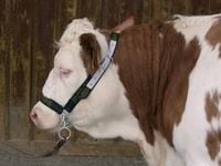 Kantar dla bydła z łańcuchem Profi, zielony, z okuciami, Kerbl