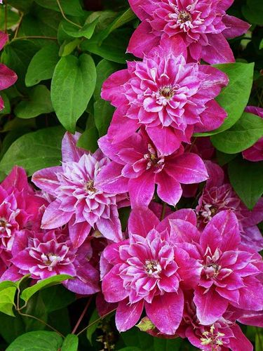 Powojnik Clematis My Darling ® C2 E na Arena.pl