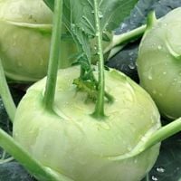 Kalarepa Gigant Nasiona Miąższ Biały Smaczny Bez Drewnienia Przetwórstwo