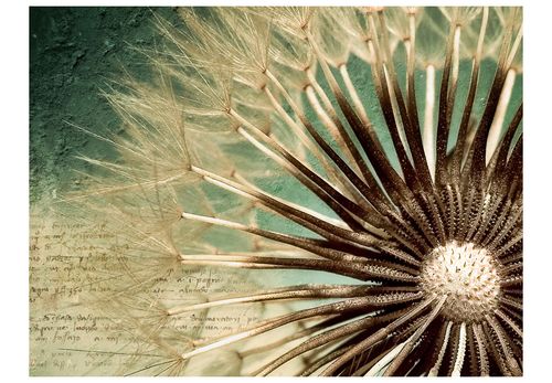 Fototapeta - Focus on dandelion 250x193 na Arena.pl