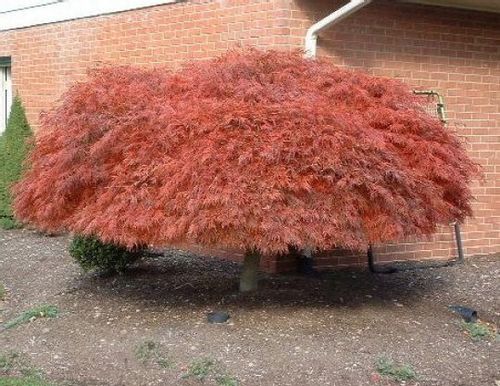 Klon palmowy Acer Garnet 40-60cm C2 na Arena.pl