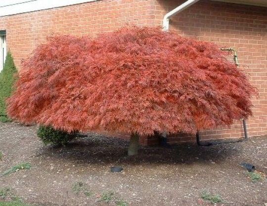 Klon palmowy Acer Garnet 40-60cm C2 zdjęcie 3
