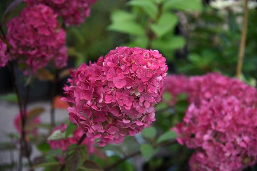 Hortensja bukietowa 'Framboisine' (Hydrangea paniculata) Doniczka 2.0L na Arena.pl