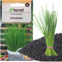 SZCZYPIOREK BOHEMIA 2G NASIONA SZCZYPIORKU SZYBKO ROŚNIE WIELOLETNI