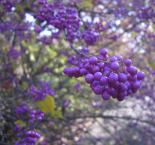 PIĘKNOTKA JAPOŃSKA POŁADNIA - sadzonki  w doniczkach na Arena.pl