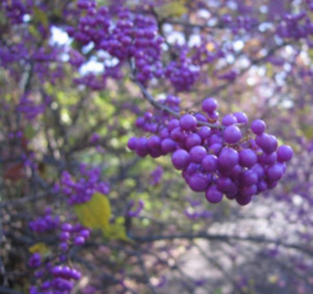 PIĘKNOTKA JAPOŃSKA POŁADNIA - sadzonki  w doniczkach zdjęcie 3