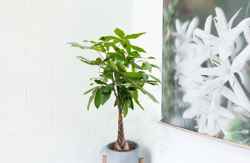 PACHIRA WODNA 110 cm na Arena.pl