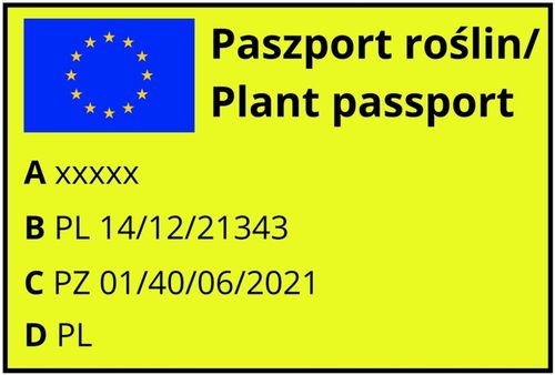 Agrest GIGANT OLBRZYMI – Czerwony kolos w Twoim ogrodzie KRZEW na Arena.pl