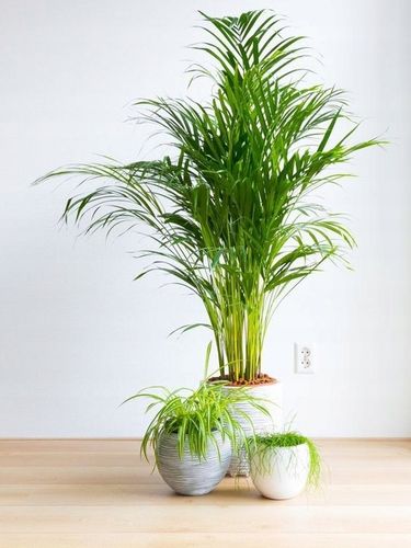 PALMA AREKA Dypsis Lutescens ŻYWY NAWILŻACZ DUŻA PALMA DEKORACYJNA na Arena.pl