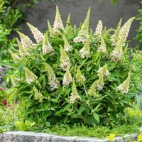 Budleja BUTTERFLY CANDY Little White Biała Kompaktowa Na rabaty Sadzonki C2